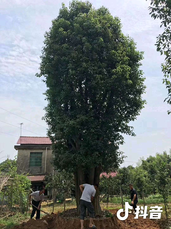 精品大型移植大香樟树